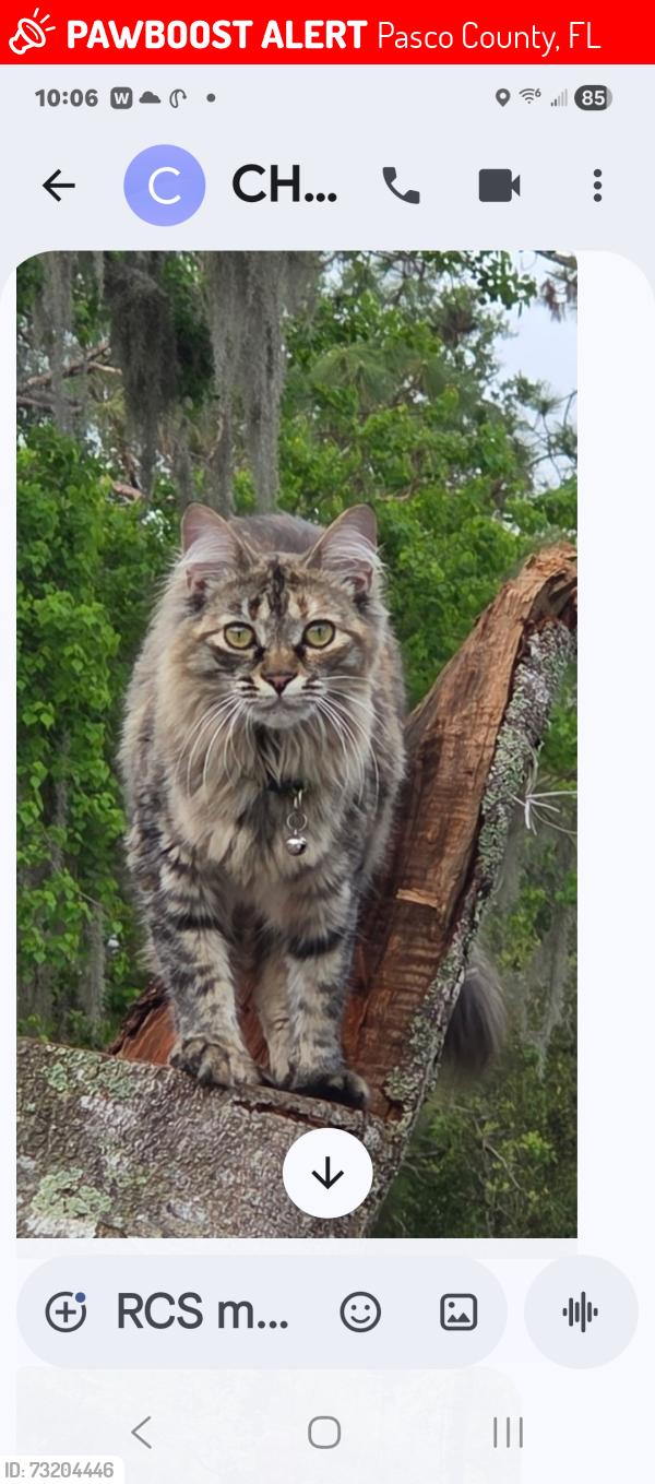 Lost Female Cat last seen Hicks road, Pasco County, FL 34669