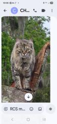 Lost Female Cat last seen Hicks road, Pasco County, FL 34669