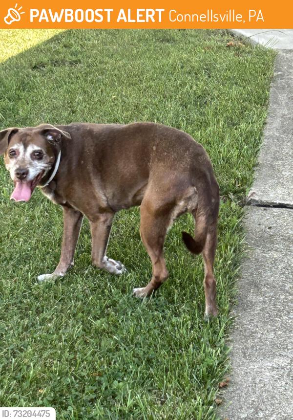 Found/Stray Female Dog last seen Rt 119 and Oglevee Lane. Connellsville, Connellsville, PA 15425