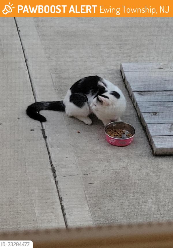Found/Stray Unknown Cat last seen Lochatong Rd, Ewing Township, NJ 08628