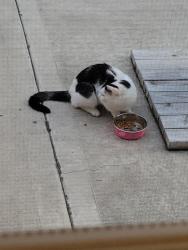 Found/Stray Unknown Cat last seen Lochatong Rd, Ewing Township, NJ 08628