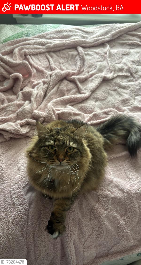 Lost Female Cat last seen River park subdivision, Woodstock, GA 30188