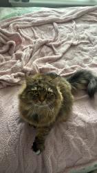 Lost Female Cat last seen River park subdivision, Woodstock, GA 30188