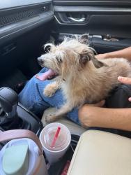 Reunited Unknown Dog last seen Crestview Ln Lowes Farm subdivision, Mansfield, TX 76063
