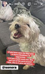 Lost Female Dog last seen Westwood circle & Sallander dr, Mono Vista, CA 95370