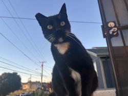 Lost Female Cat last seen Pine St & McElroy St, Oakland, CA 94607