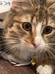 Lost Female Cat last seen 7/11 Mitchell avenue, Tustin, CA 92780