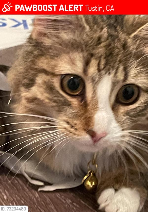 Lost Female Cat last seen 7/11 Mitchell avenue, Tustin, CA 92780