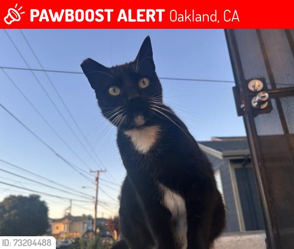 Lost Female Cat last seen Pine St & McElroy St, Oakland, CA 94607