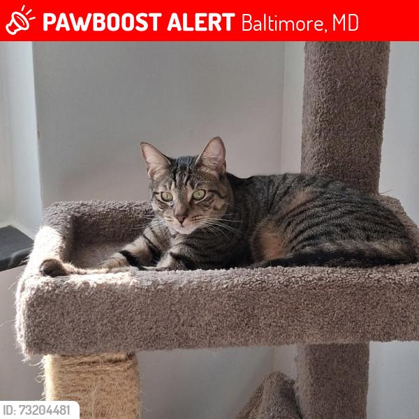 Lost Male Cat last seen York Rd & Walker Rd, Baltimore, MD 21212