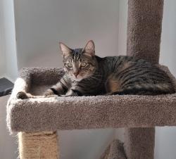 Lost Male Cat last seen York Rd & Walker Rd, Baltimore, MD 21212