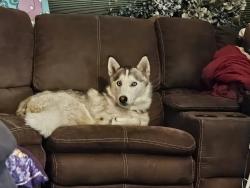 Reunited Female Dog last seen Sylvan Road Citrus Heights, CA, Citrus Heights, CA 95610