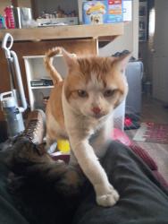 Lost Male Cat last seen Ware lake community, Dittmer, MO 63023