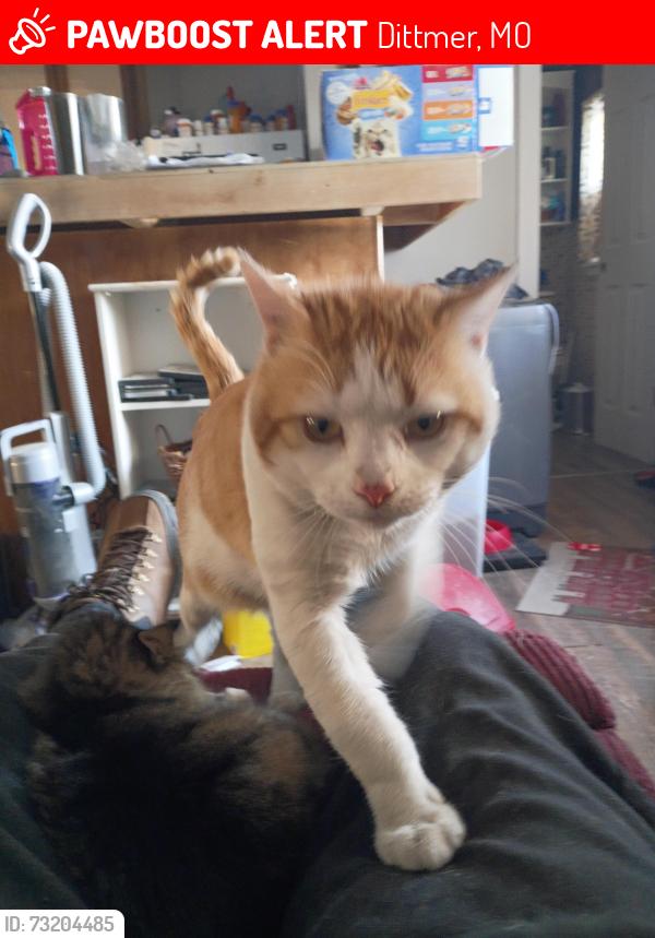 Lost Male Cat last seen Ware lake community, Dittmer, MO 63023