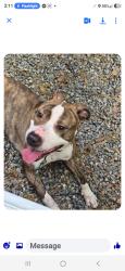 Found/Stray Male Dog last seen 44th st and Hamilton rd, Columbus, GA 31901