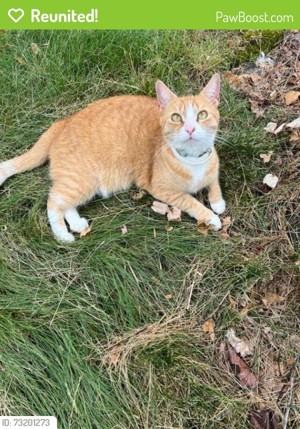 Reunited Female Cat last seen Brook Street, Attleboro, MA 02703