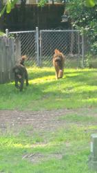 Found/Stray Unknown Dog last seen Andros and Georgetown, Fayetteville, NC 28314