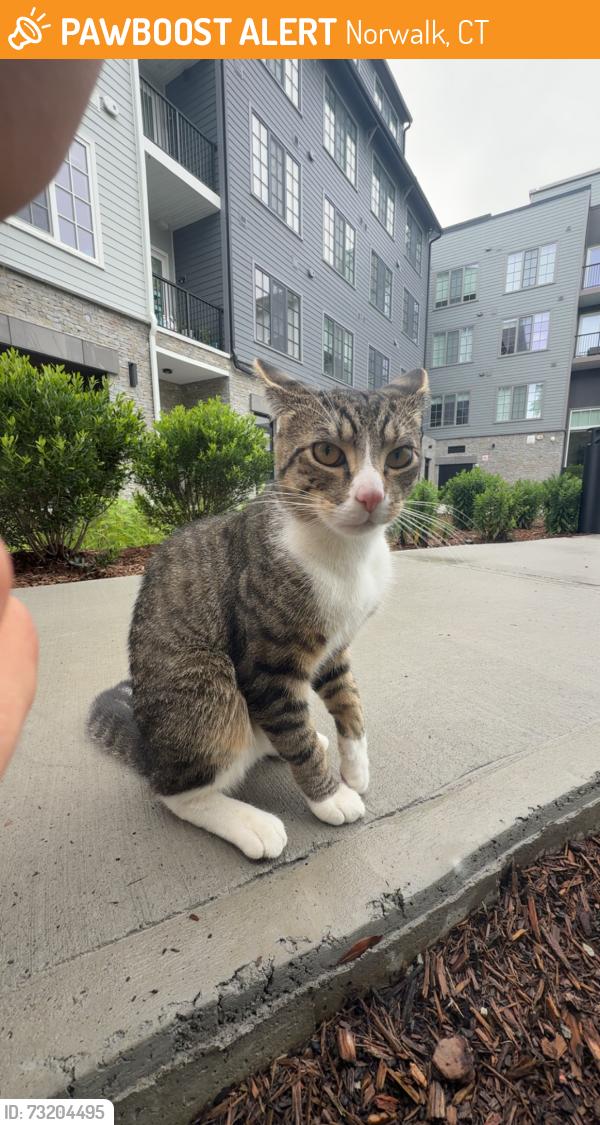 Found/Stray Male Cat last seen apmt, Norwalk, CT 06855