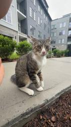 Found/Stray Male Cat last seen apmt, Norwalk, CT 06855