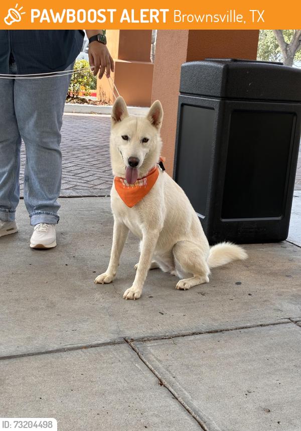 Found/Stray Female Dog last seen Walked in to courtyard by Marriott brownsville, Brownsville, TX 78520