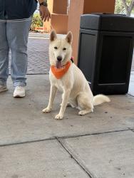 Found/Stray Female Dog last seen Walked in to courtyard by Marriott brownsville, Brownsville, TX 78520
