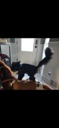 Reunited Female Cat last seen Near south Cameron drive, West Haven, UT 84401