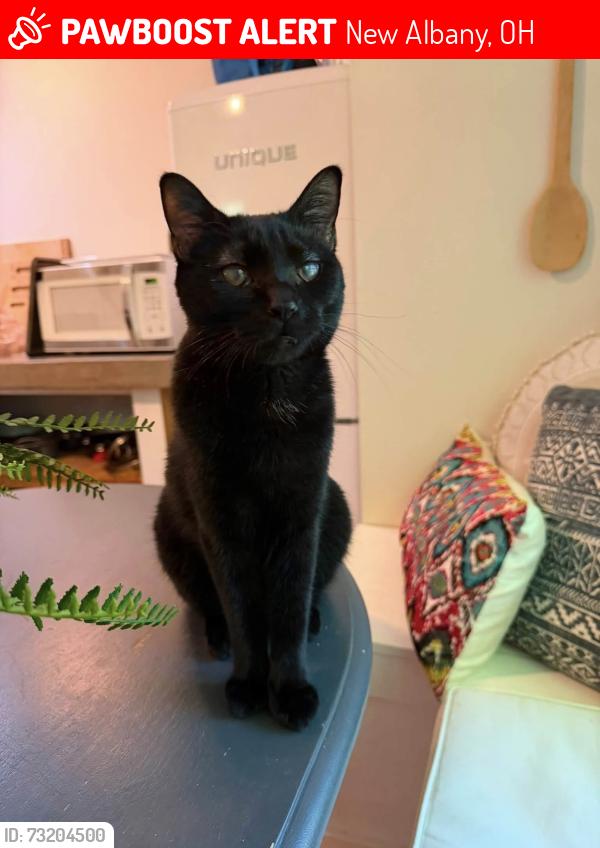 Lost Female Cat last seen Harrison pond drive, New Albany, OH 43054