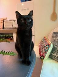 Lost Female Cat last seen Harrison pond drive, New Albany, OH 43054