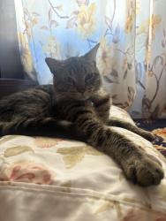 Lost Male Cat last seen Western 206th st, Torrance, CA 90501