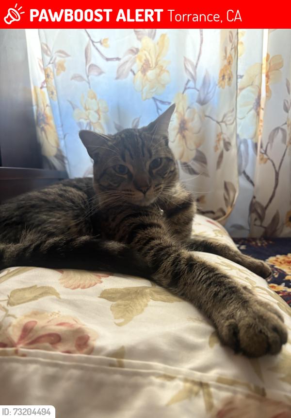 Lost Male Cat last seen Western 206th st, Torrance, CA 90501
