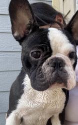 Reunited Female Dog last seen Grafton Ave and Weatmoreland, Dallas, TX 75211