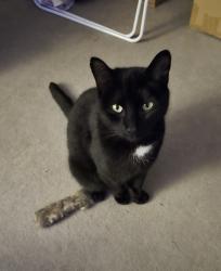 Reunited Male Cat last seen Mickleover, Mickleover, England 