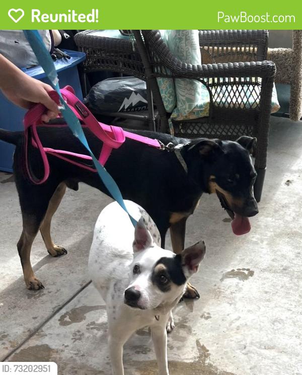 Reunited Male Dog last seen Near Ivy St, Carlsbad, CA 92011, USA, Carlsbad, CA 92011