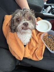 Reunited Male Dog last seen McDuff Ave S, Jacksonville, FL, USA, Jacksonville, FL 33305