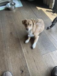 Found/Stray Male Dog last seen Spring Hill church road, Lizella, GA 31052, Crawford County, GA 31050