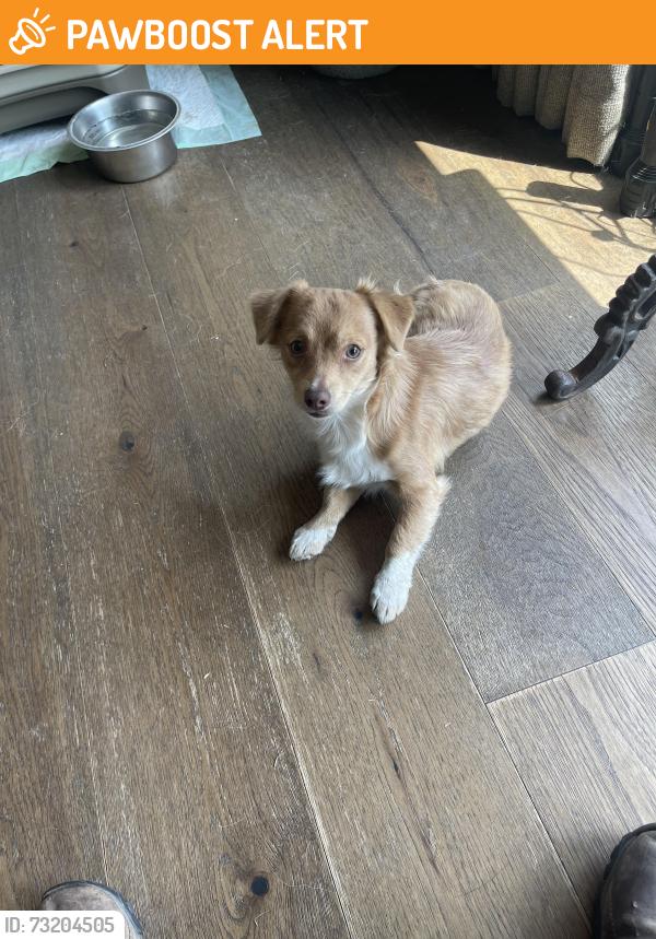 Found/Stray Male Dog last seen Spring Hill church road, Lizella, GA 31052, Crawford County, GA 31050