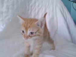 Shelter Stray Male Cat last seen , 4275 Elton St, Baldwin Park, CA 91706, USA