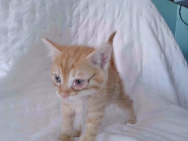 Shelter Stray Male Cat last seen , 4275 Elton St, Baldwin Park, CA 91706, USA