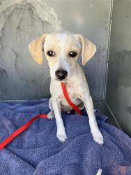 Shelter Stray Male Dog last seen Near BLOCK E MICHIGAN AVE 93704, 5277 E Airways Blvd, Fresno, CA 93727, USA