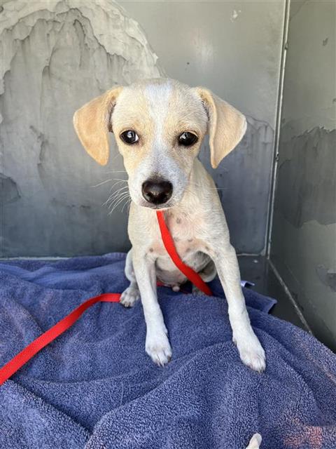 Shelter Stray Male Dog last seen Near BLOCK E MICHIGAN AVE 93704, 5277 E Airways Blvd, Fresno, CA 93727, USA