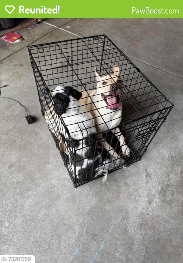 Reunited Female Dog last seen Reunion 104th, Commerce City, CO 80022