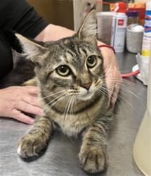 Shelter Stray Female Cat last seen JERICO DRIVE, CASSELBERRY, 232 Eslinger Way, Sanford, FL 32773, USA