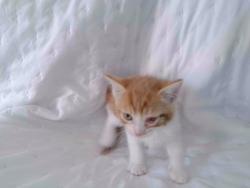 Shelter Stray Male Cat last seen , 4275 Elton St, Baldwin Park, CA 91706, USA