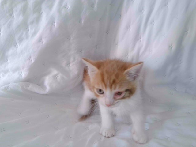 Shelter Stray Male Cat last seen , 4275 Elton St, Baldwin Park, CA 91706, USA