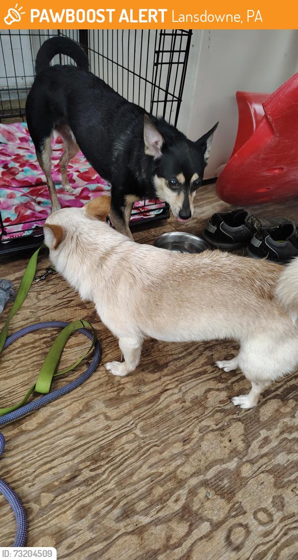 Lost Male Dog last seen Windermere avenue and Baltimore Pike, Lansdowne, PA 19050