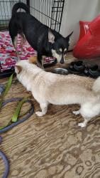 Lost Male Dog last seen Windermere avenue and Baltimore Pike, Lansdowne, PA 19050