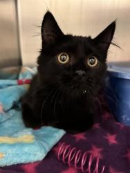 Shelter Stray Male Cat last seen Near BLOCK W 4100, 4522 W 3500 S, West Valley City, UT 84120, USA