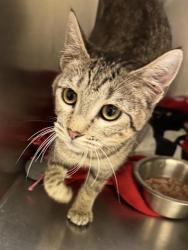 Shelter Stray Female Cat last seen Near BLOCK W 4100, 4522 W 3500 S, West Valley City, UT 84120, USA