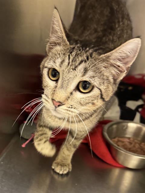 Shelter Stray Female Cat last seen Near BLOCK W 4100, 4522 W 3500 S, West Valley City, UT 84120, USA