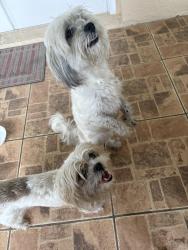 Reunited Unknown Dog last seen Pagoda Drive, Spring Hill, FL 34606